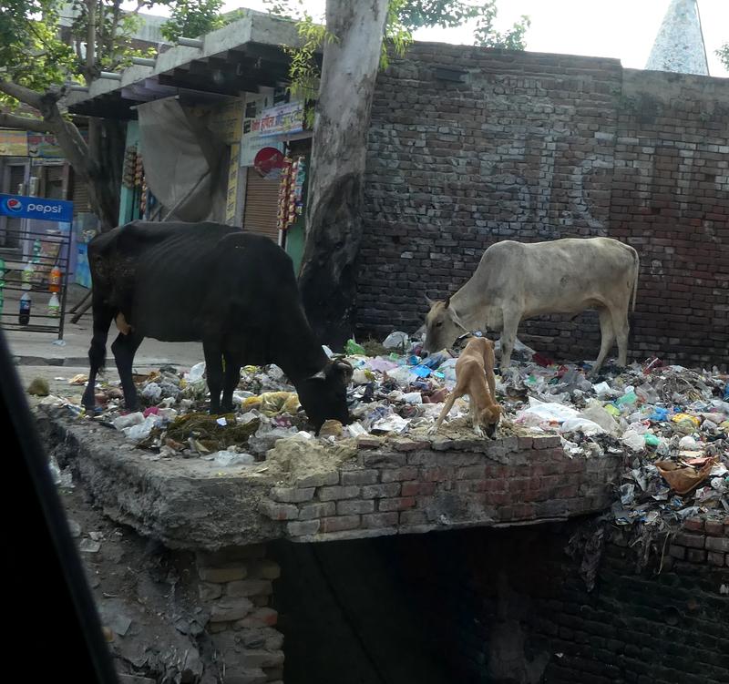 Mülldeponie in Indien: Hier entstand ein äusserst nützliches Bakterium.