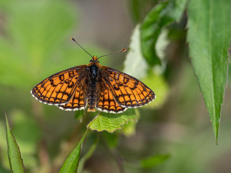 Seltene Schmetterlinge wie der Westliche Scheckenfalter (Melitaea parthenoides) leiden unter den hohen Stickstoffemmissionen.