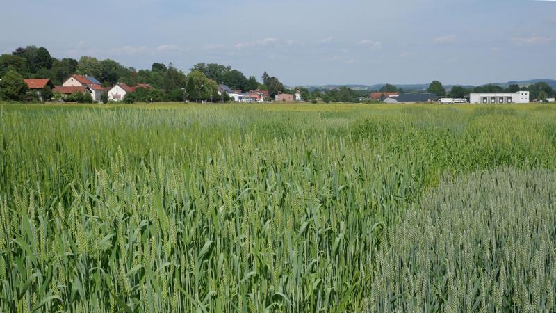 Die Wissenschaftlerinnen und Wissenschaftler wollen die Forschung an alten Getreide-Landsorten intensivieren, um die Herstellung verträglicherer Backwaren zu ermöglichen. (Foto: Dr. Klaus Fleißner, LfL)