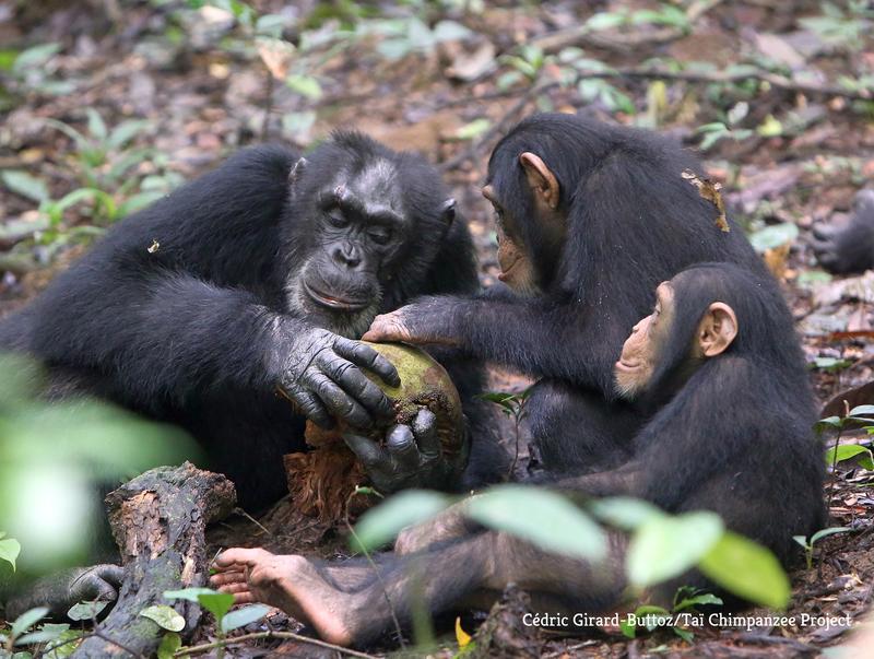 Schimpansen, die in jungen Jahren ihre Mutter verlieren, überwinden das Trauma nach ein paar Jahren und ihr Stresshormonspiegel normalisiert sich wieder.