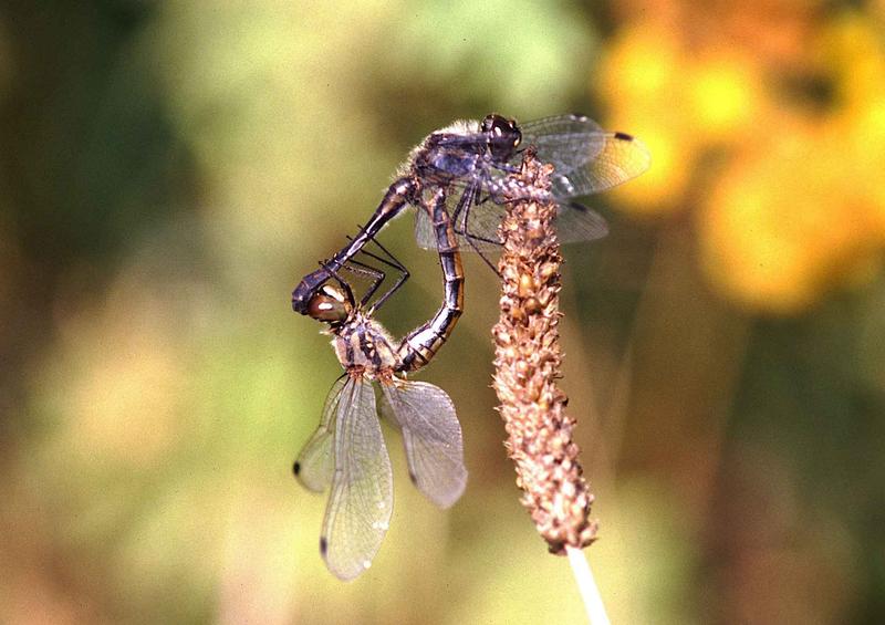 Die Schwarze Heidelibelle (Sympetrum danae) bevorzugt stehende Gewässer wie Moore. Die Art ist in Deutschland von einem starken Rückgang betroffen.