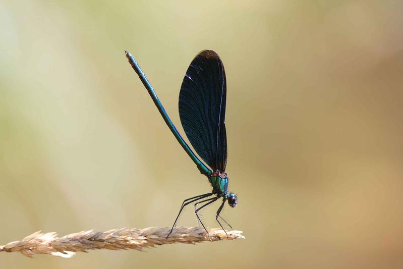 Die Blauflügel-Prachtlibelle (Calopteryx virgo) halt sich vor allem an Flüssen und Bächen auf. Ihr Bestand hat seit 1980 in Deutschland zugenommen, was eine Erholung von früherer Wasserschmutzung zeigt.