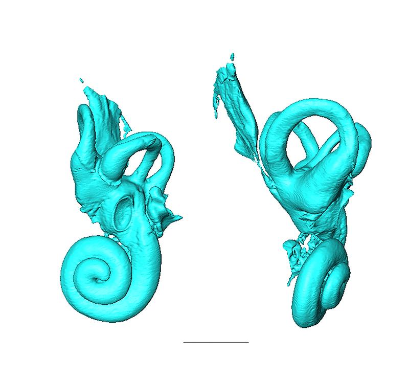 Mikro-CT-Scans des knöchernen Labyrinths von Palaeoloxodon tiliensis.