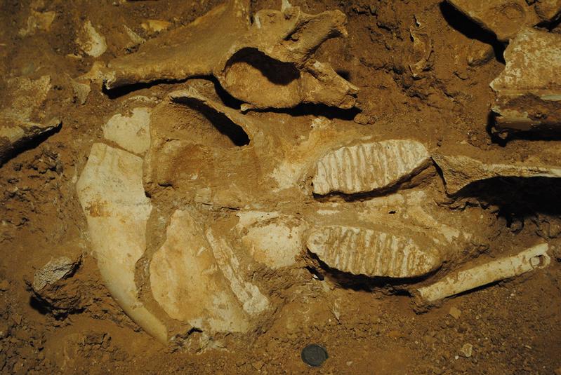 Schädelfund des ausgestorbenen Zwergelefanten Palaeoloxodon tiliensis auf der griechischen Insel Tilos.