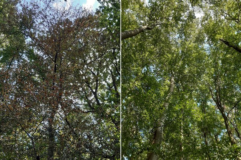 Ein ungleiches Paar: Benachbarte Buchen im hessischen Kelkheim-Eppenhain. Während einer der Bäume gesund ist (rechts), hat der andere starke Dürreschäden davongetragen (links). 