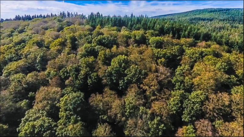 In Buchenwäldern haben die Hitzesommer Spuren hinterlassen: Fast die Hälfte der Bäume sind vielerorts in Hessen geschädigt. 