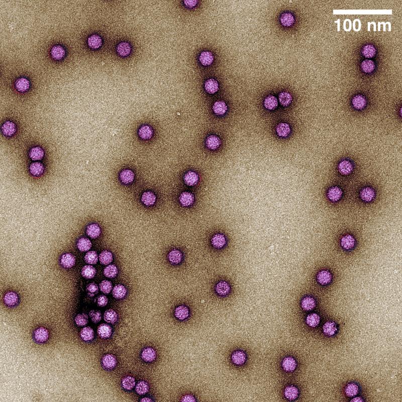 Adeno-assoziierte Virus (AAV)-Partikel, die mit der sterischen Ausschlusstechnologie von ContiVir aufgereinigt wurden. Das kolorierte Bild zeigt die ikosaedrischen Proteinkapside von AAV in violett; ungefähre Größe: 25 nm.