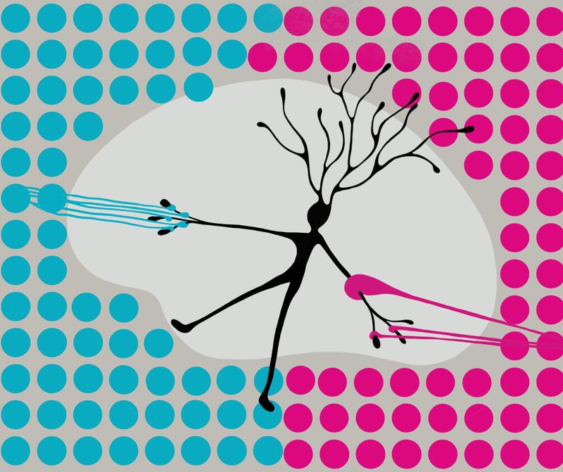 Die Qual der Wahl: Obwohl Nervenzellen im visuellen Thalamus der Maus mit beiden Augen in Kontakt stehen, leiten sie nur Informationen einer Netzhaut weiter.