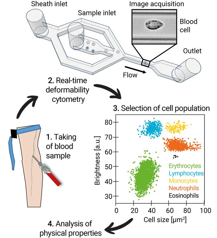 Treatment of blood samples to measure physical properties of leukocytes and erythrocytes