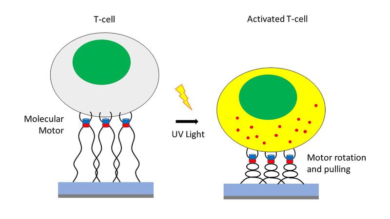 T-Zellen werden durch lichtgesteuerte Motoren aktiviert