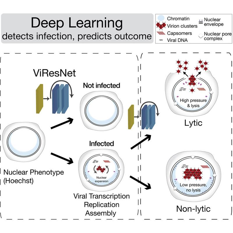 Deep Learning detects virus infected cells and predicts acute, severe infections.