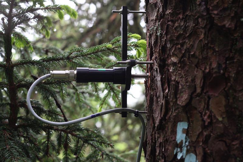Punktdendrometer an einem Stamm zur Messung von kontinuierlichen Stammradiusänderungen mit Mikrometerauflösung. Die Daten liefern Informationen zum Wachstum und zum Wasserhaushalt von Bäumen.