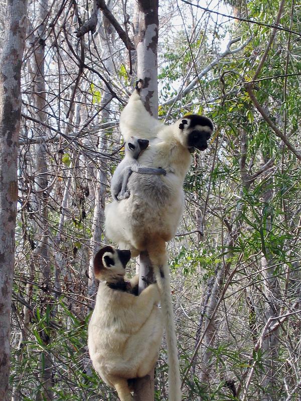 Ein Sifaka-Männchen und ein Weibchen mit Jungtier im Kirindy-Wald.