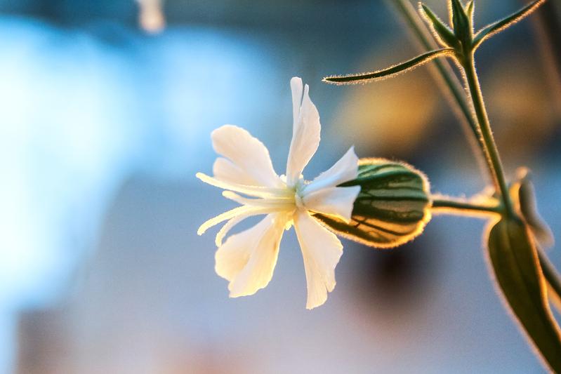 The object of study: the flower of a female White Campion. 