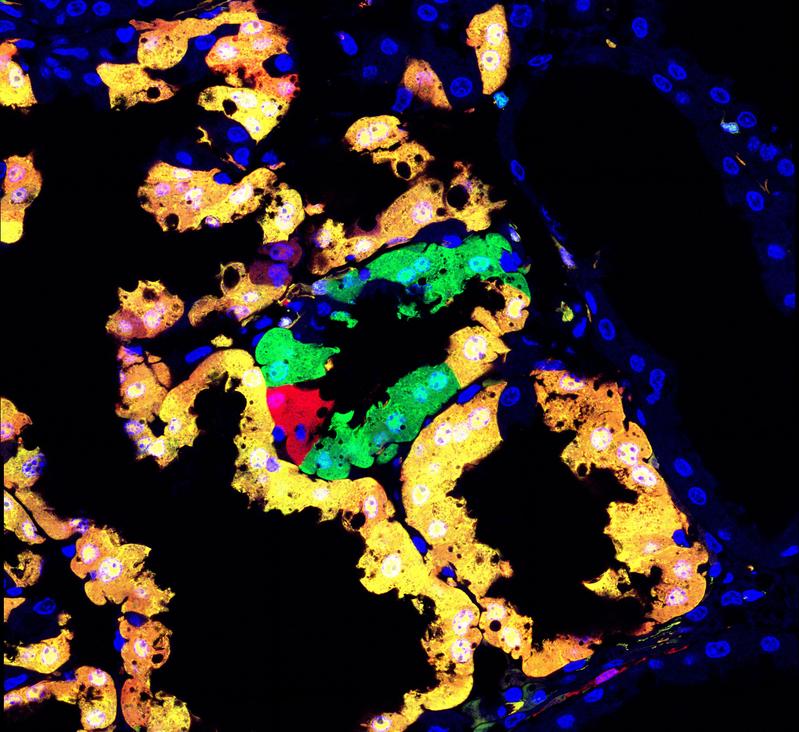 Cells in the mammary gland, labeled with MADM