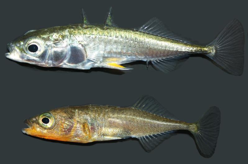 Marine (top) and freshwater (bottom) ecotypes of threespine stickleback fish.