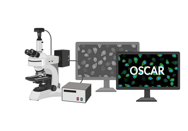 OSCAR (opt. Stem Cell Activity Reporter) kann ruhende Stammzellen im Gewebe nachweisen. Dazu wird ein Peptid in das Rückgrat eines fluoreszierenden Proteins eingebaut. Durch die fehlende Phosphorylierung nimmt in ruhenden Zellen die grüne Fluoreszenz zu.