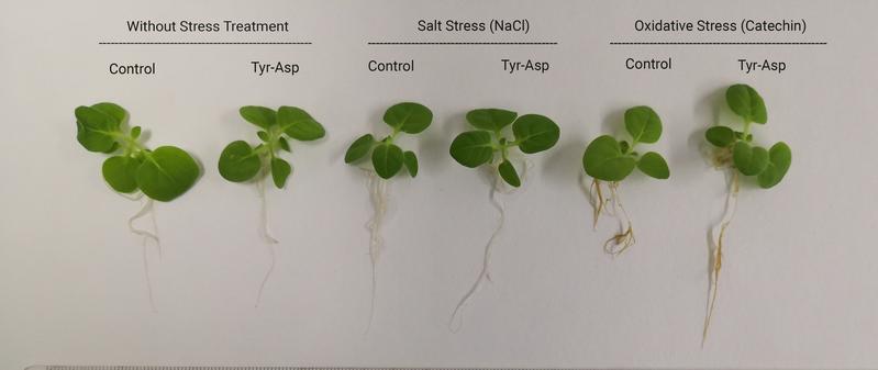 Salt and catechin treatments in tobacco seedlings. Those seedlings with Tyr-Asp that have been subjected to stress treatment have grown better than those without Tyr-Asp.