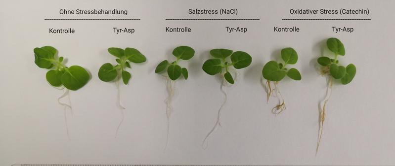 Salz- und Catechin-Behandlungen bei Tabakkeimlingen  Unter Stressbedingungen zeigte sich, dass sich die Tyr-Asp Varianten besser entwickelten als die Kontrollen.