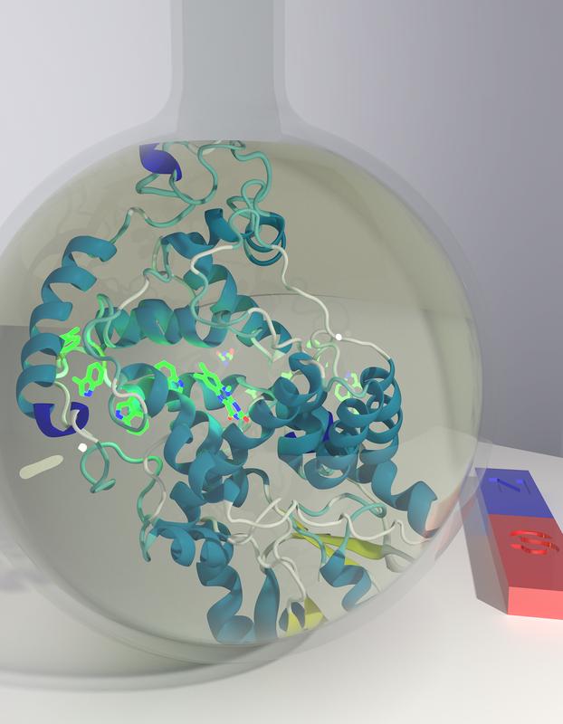 In Oldenburg gelang es erstmals, das lichtempfindliche Eiweiß Cryptochrom 4 im Labor herzustellen. Entscheidend für die magnetischen Eigenschaften des Moleküls sind vier Aminosäuren (hellgrün), in denen sich sogenannte Radikalpaare bilden können.