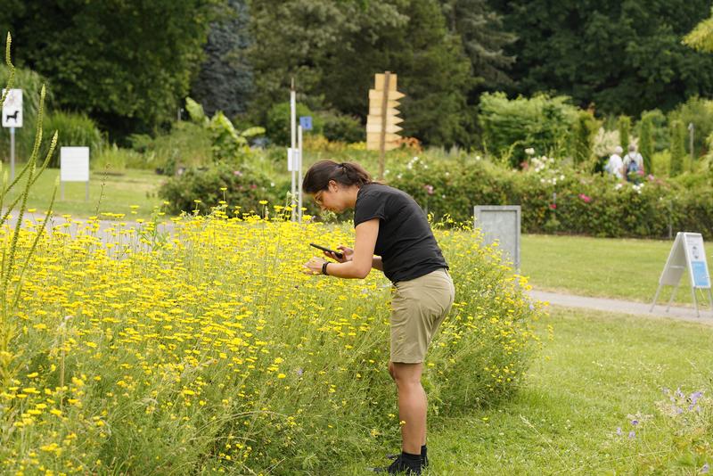 Das „Kompetenzzentrum Biodiversität und integrative Taxonomie“ will Artenkenntnisse vermitteln: Eine Wissenschaftlerin bei der Artbestimmung