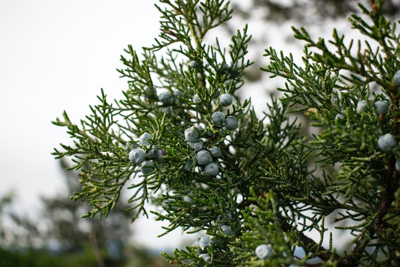 Pflanzenarten können nur durch Zugvögel potenziell in den kühlere Breiten abwandern, wenn sich ihre Fruchtperiode sich mit dem Frühjahrszug gen Norden überschneidet. Das ist zum Beispiel bei Wacholder (Juniperus) der Fall. 