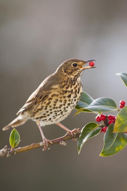 Auch Stechpalmen (Ilex aquifolium) tragen Früchte, wenn Singdrosseln (Turdus philomelos) in Europa nordwärts fliegen und werden daher potenziell von ihnen in diese Richtung ausgebreitet. 