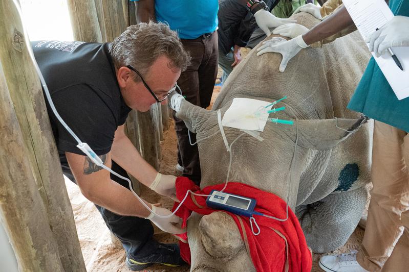 Dr. Frank Göritz im Einsatz für das BioRescue-Projekt zur Rettung des Nördlichen Breitmaulnashorns