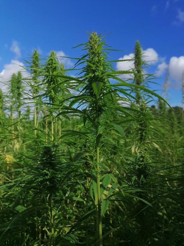 Hemp cultivation