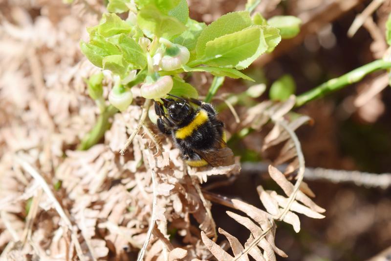 Lichte Waldflächen fördern den Wuchs der Heidelbeere, von deren Nektar sich Wildbienen gerne ernähren.