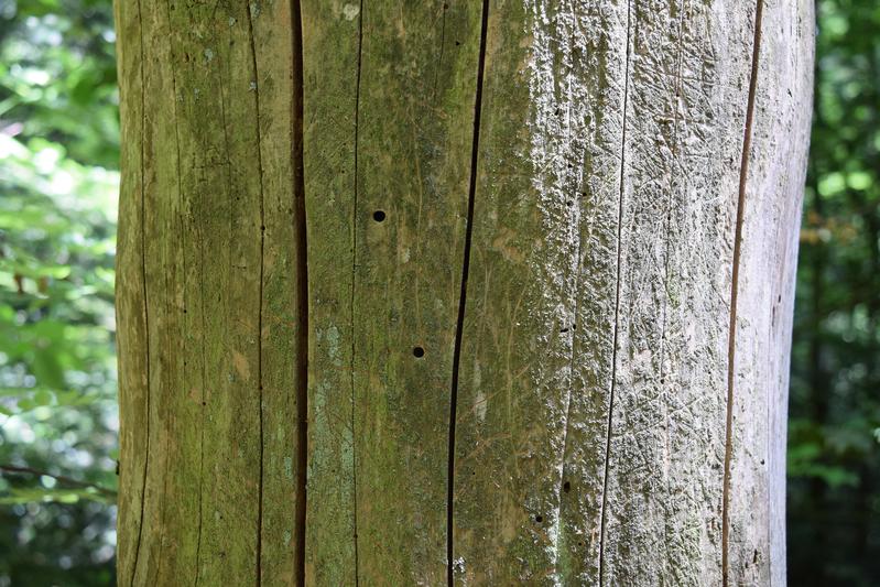 Totholz mit Käferbohrlöchern, welche vermutlich von Wildbienen genutzt werden.