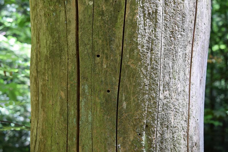 Deadwood with bark beetle holes that are most likely used by wild bees. Photo: Tristan Eckerter