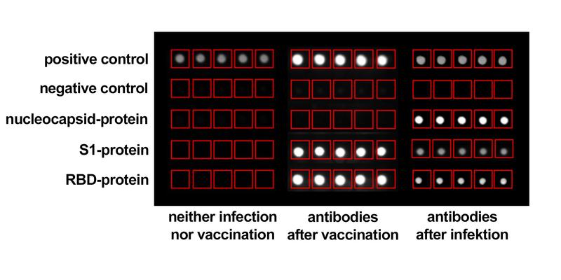 Comparison of the results of the CoVRapid test of persons without immunization against SARS-CoV-2 (left), with immunization by vaccination and with immunization after infection (right).