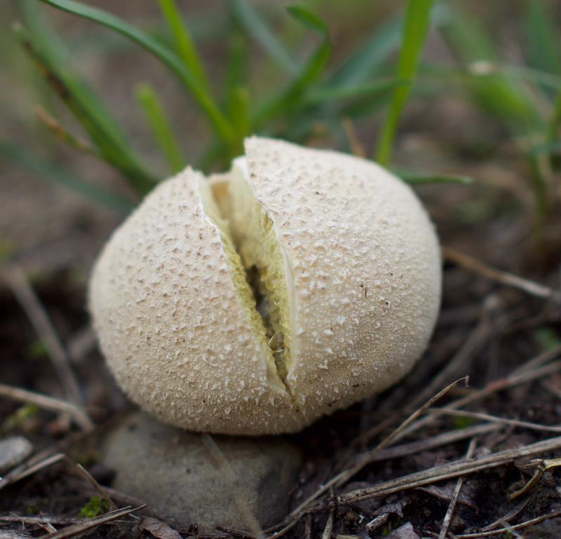 Eine weniger intensive Landnutzung und eine vielfältige Nahumgebung – beides aktuelle Naturschutzmaßnahmen – haben nur wenig Einfluss auf die Vielfalt unterirdisch lebender Organismen wie beispielsweise Pilze. 