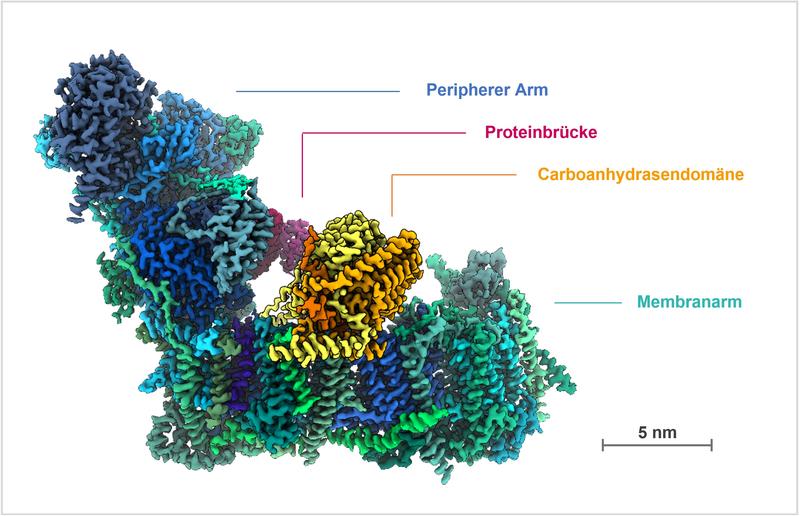 Atomares Modell und funktionelle Module des Komplex I der Modellpflanze Arabidopsis thaliana. (Copyright: LUH)