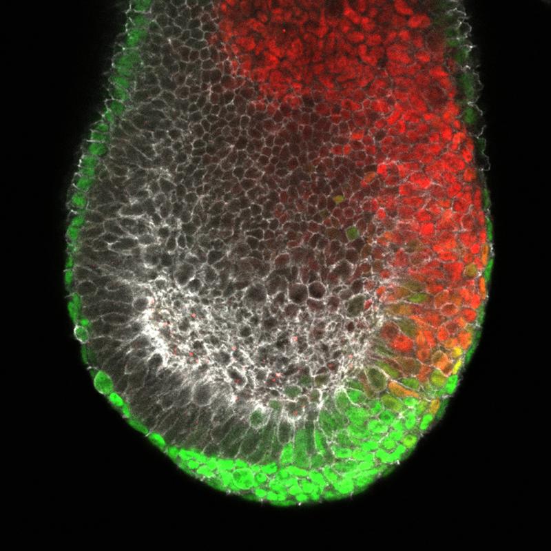 Gefärbtes Bild eines frühen Mausembryos (Gastrula), das die Bildung von Endoderm in Grün und Mesoderm in Rot zeigt 