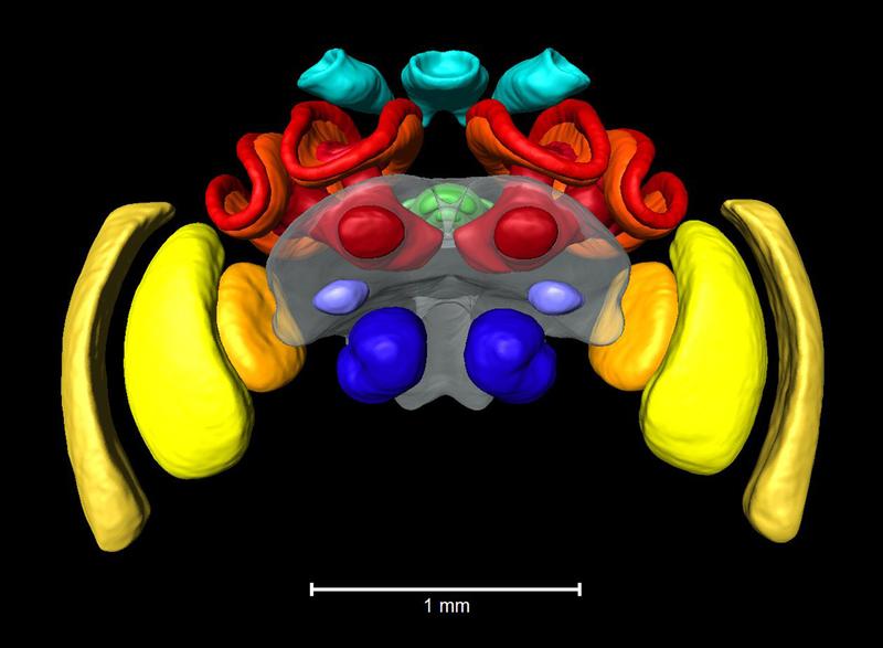 3D-Modell des Hummelgehirns, basierend auf Mikro-CT.