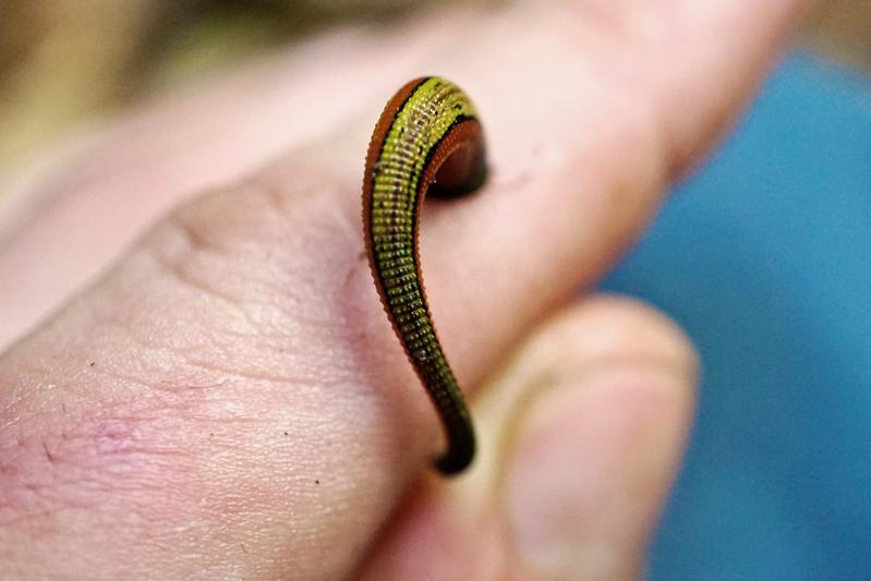 Leech in Southeast Asia