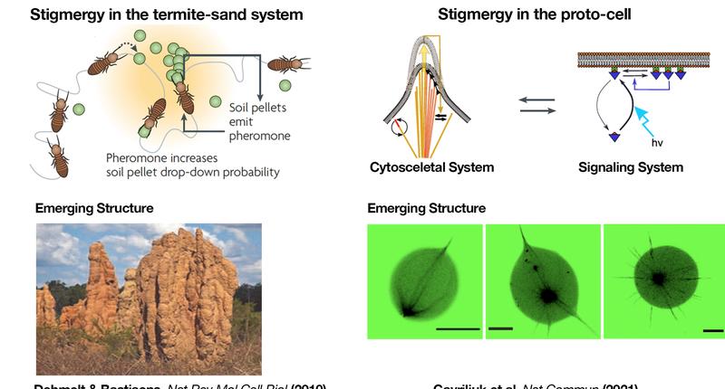How stigmergy in the termite-sand-system (left) and in the proto-cell (right) leads to the emergence of new structures. 