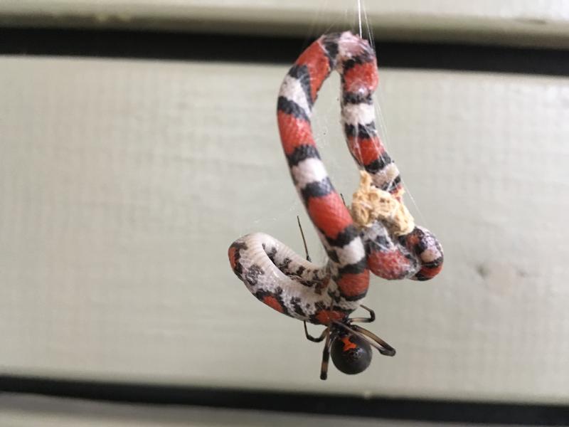 Junge Scharlachnatter (Cemophora coccinea, Colubridae) gefangen im Netz einer Schwarzen Witwe (Latrodectus geometricus), beobachtet in einem Privathaus in Georgia, USA.