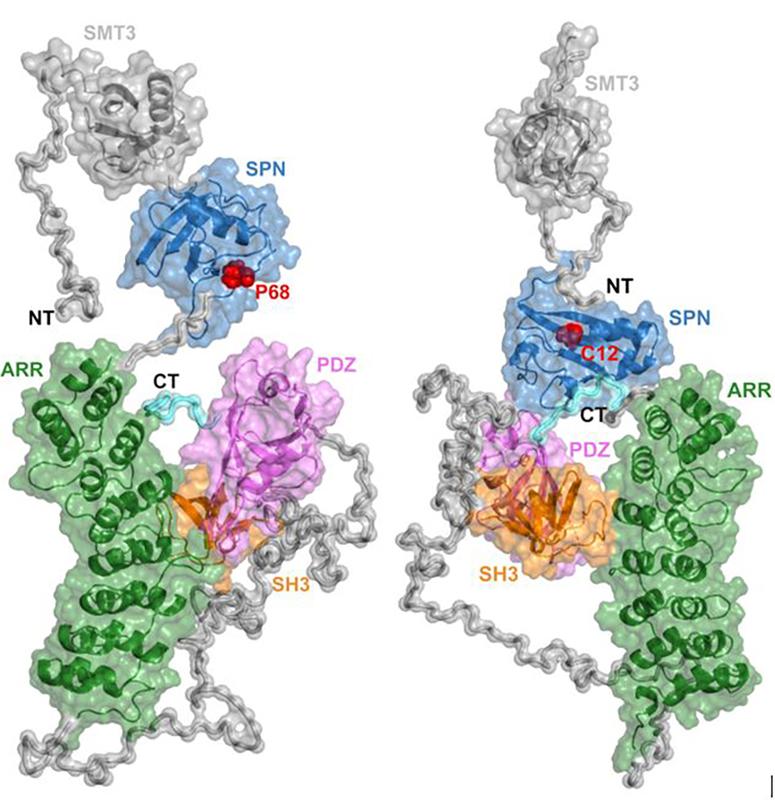 Autismusbezogene Mutationen führen zum Einbau falscher Aminosäuren (Mitte und re.: rot hervorgehobene Aminosäuren Prolin (P68) und Cystein (C12)), wodurch die Proteine falsch gefaltet werden und die synaptische Ordnung nicht mehr aufrechterhalten können