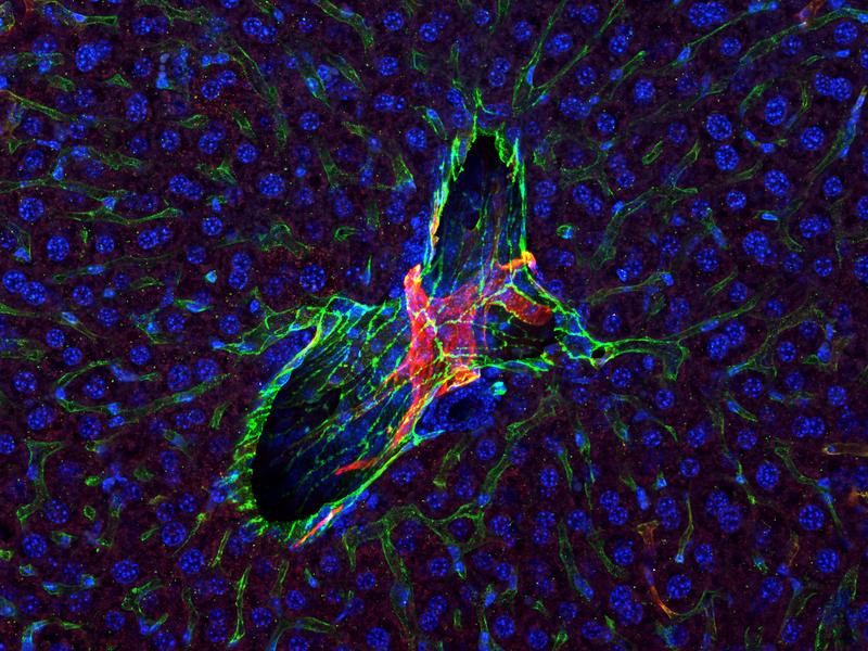Tissue section from the liver of a mouse. A lymphatic vessel (red) runs past the branchpoint of a vein (green). Stefanie Bobe examined the vascular structures using confocal fluorescence microscopy.