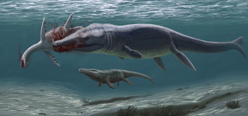 Ein großer mariner Verwandter der Krokodile (Plesiosuchina) attackiert einen kleineren Plesiosaurier, im Hintergrund ein Torvoneustes. 