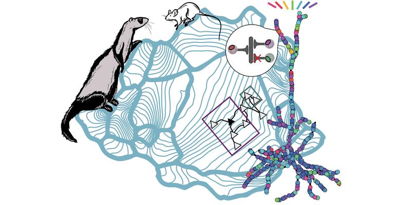 Differences in cortex size lead to distinct patterns of synaptic organization in mice and ferrets. This organization depends on the retina and cortex size, which constrain how neighboring cortical neurons process naturally occurring visual stimuli.