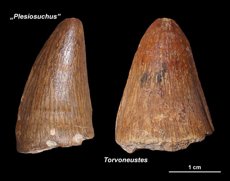 Tooth of Plesiosuchus and Torvoneustes from the NHM Wien 