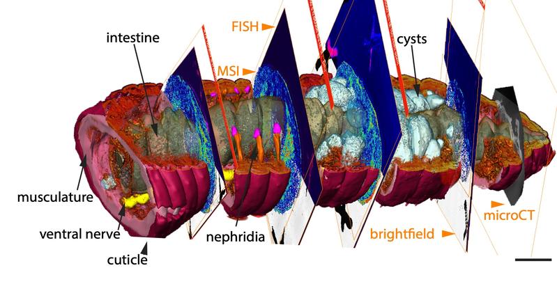 Der 3D-CHEMHIST-Atlas oder das hintere Ende des Regenwurms, der in dieser Studie verwendet wurde. Der Atlas kombiniert Daten der Massenspektrometrie-Bildgebung (MSI), der Fluoreszenz-in-situ-Hybridisierung (FISH) und der Mikro-Tomographie (micro-CT)