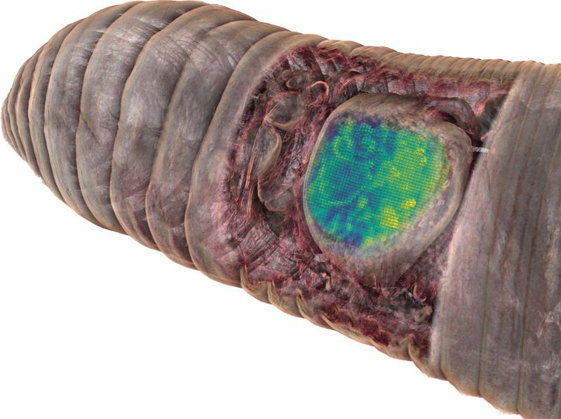 Abgebildet ist ein Mikro-Tomographie-basiertes 3D-Modell des vorderen Endes eines Regenwurms, das schematisch zeigt, wie CHEMHIST die Verbindung zwischen anatomischer Struktur und Stoffwechsel-Funktion ermöglicht.