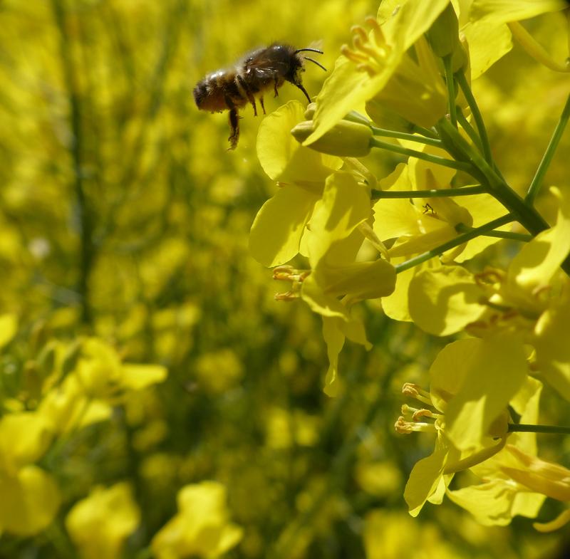 Solitäre Wildbiene an einer Rapsblüte.