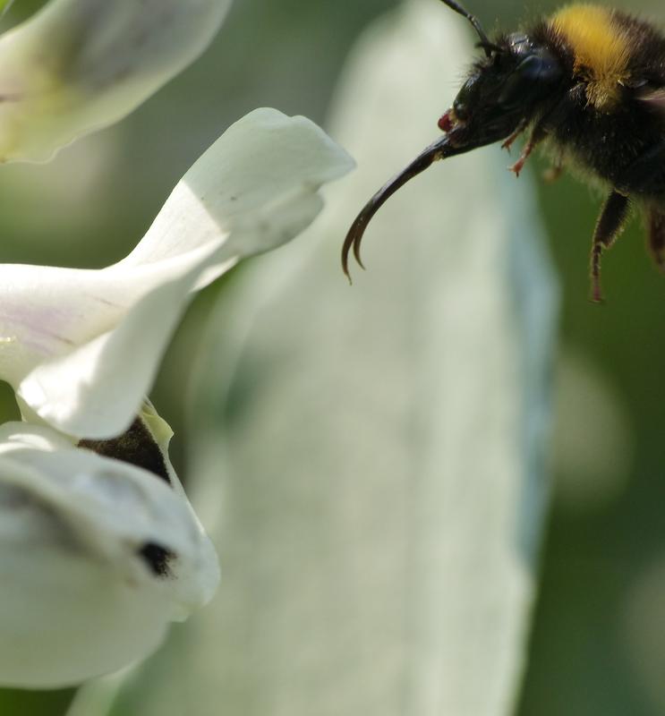 Langrüsselige Hummel an einer Ackerbohnenblüte.