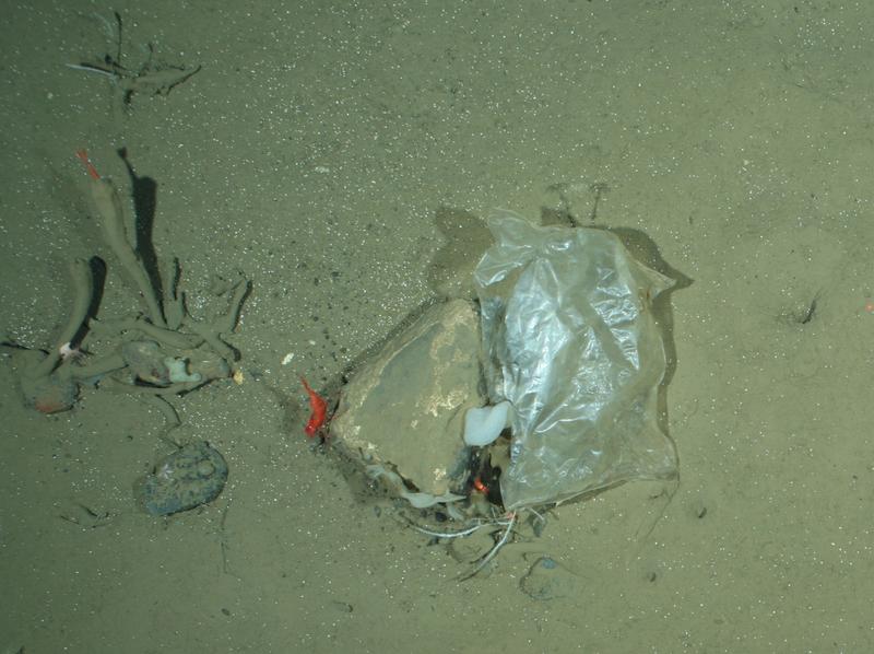 Plastikmüll in der Tiefsee